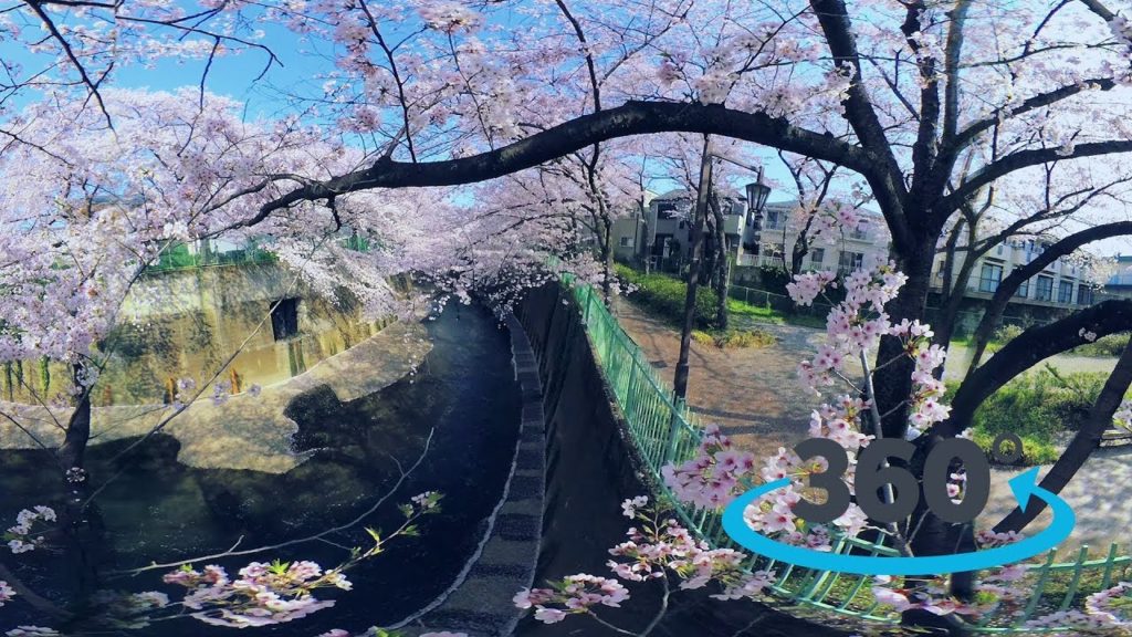 [360 5K] The Cherry blossoms of Shakujii Kawa - Tokyo - 石神井川