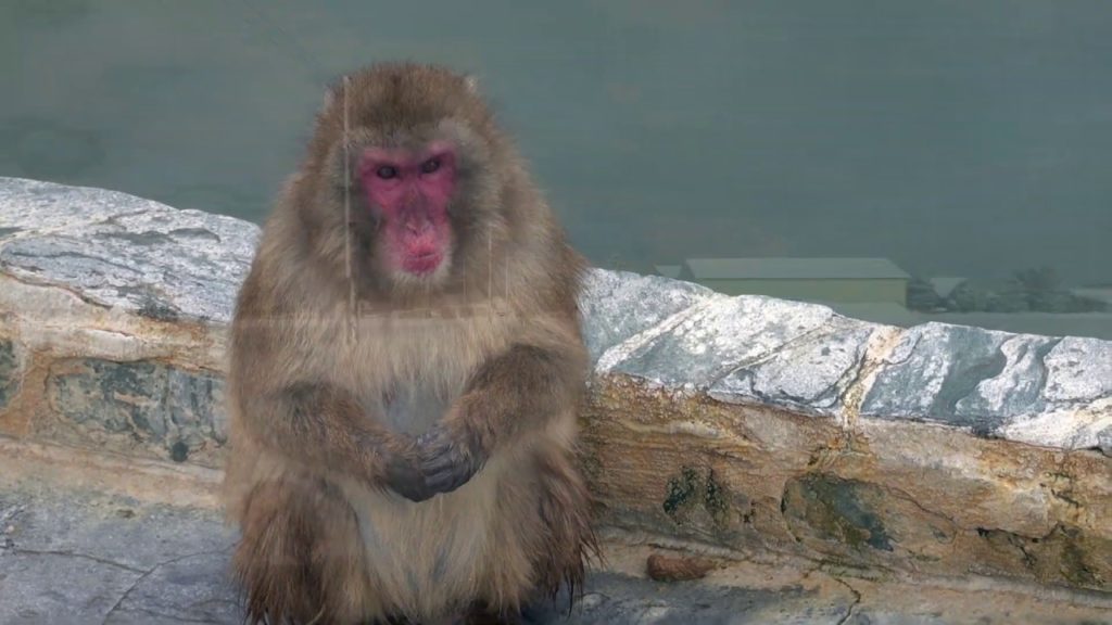 Japan powder trip  02/2019