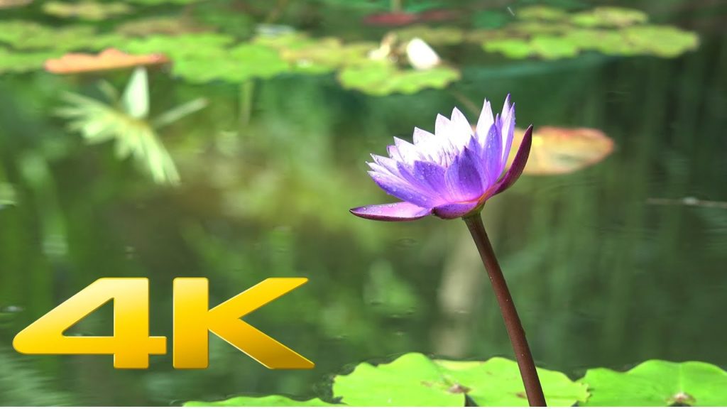 Tokyo The Beautiful – 4K Ultra HD Tokyo The Beautiful - 4K Ultra HD