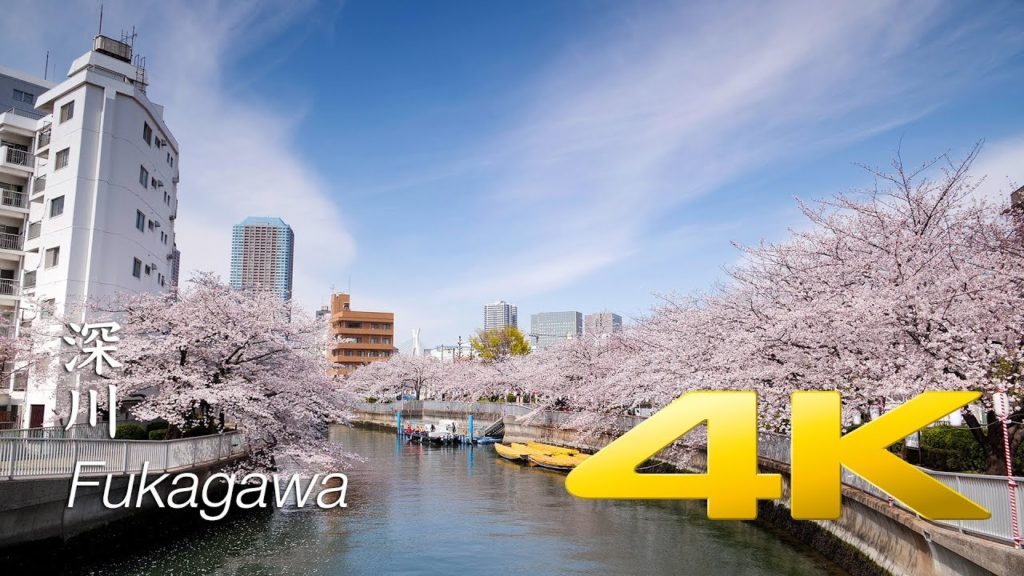 [Sakura] Fukagawa Sakura Matsuri - Tokyo - 深川さくらまつり- 4K