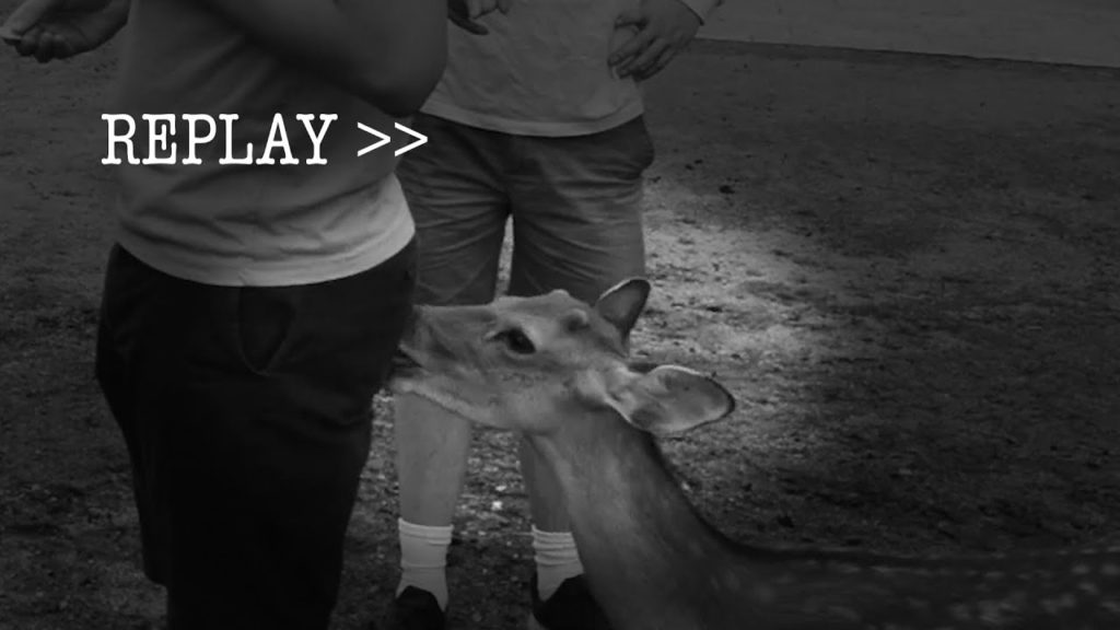 Japan's Deer that Bow and Bite, a Breakdown