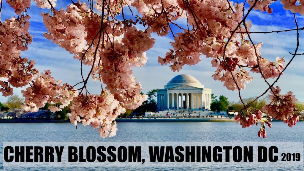 Cherry Blossom in Washington DC USA || Japanese cherry, Prunus serrulata