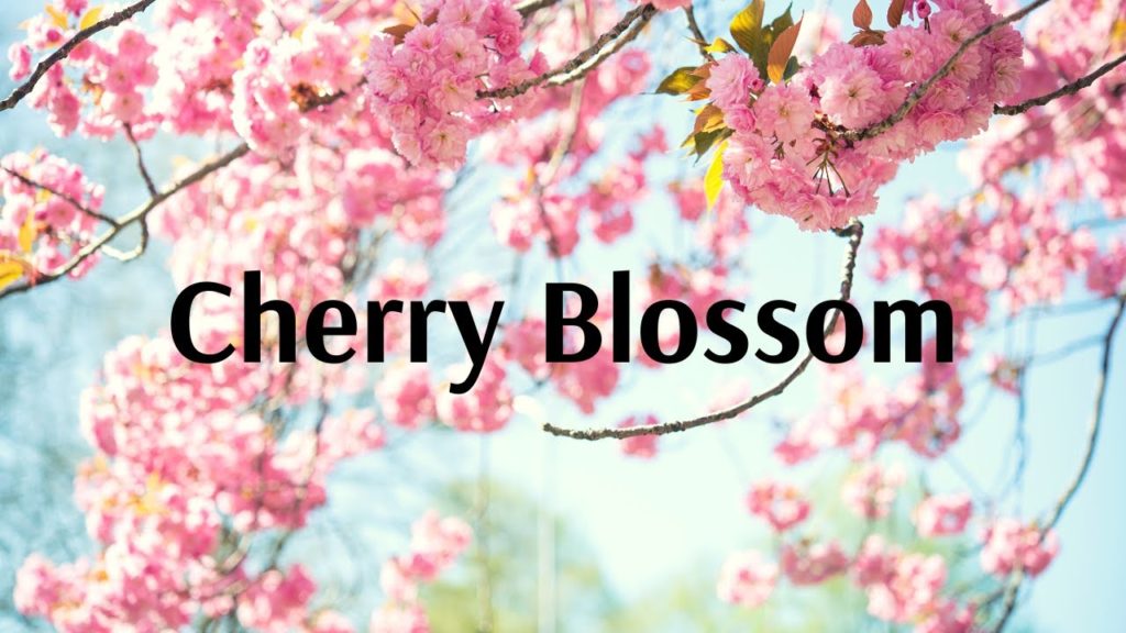 Experience Cherry Blossom with Flamingo!