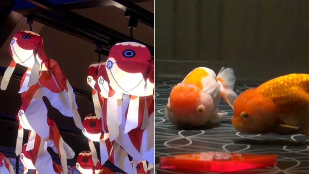 “Oedo Goldfish Wonderland” at Sumida Aquarium
