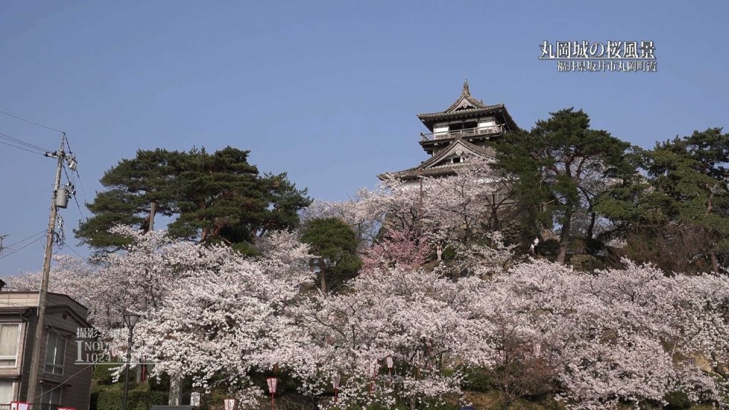 [福井]丸岡城の桜[UHD4K顔声曲無] -  Cherry blossoms at Maruoka Castle