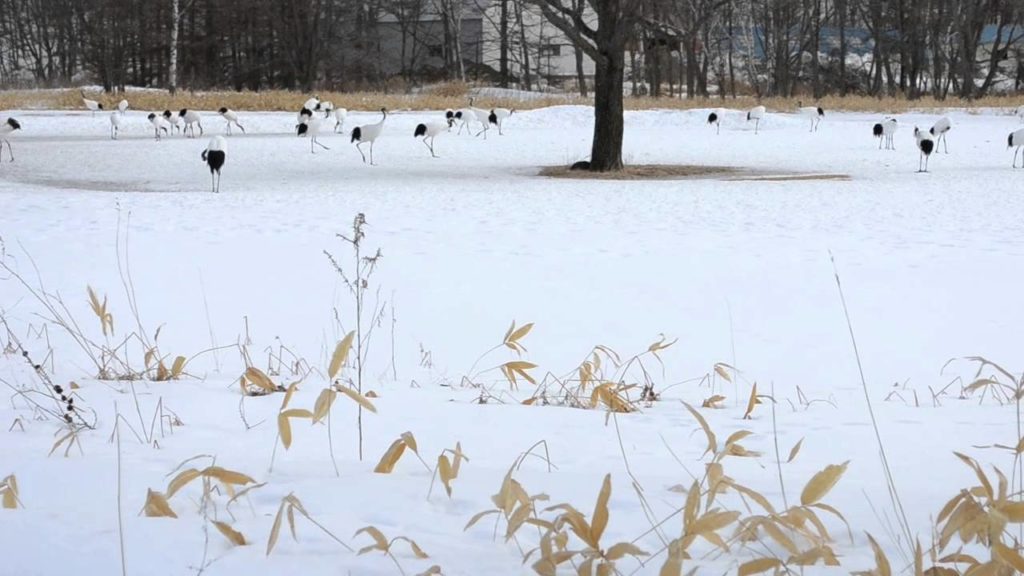 The Japanese Countryside: Watching Cranes in Hokkaido | 北海道のタンチョウ