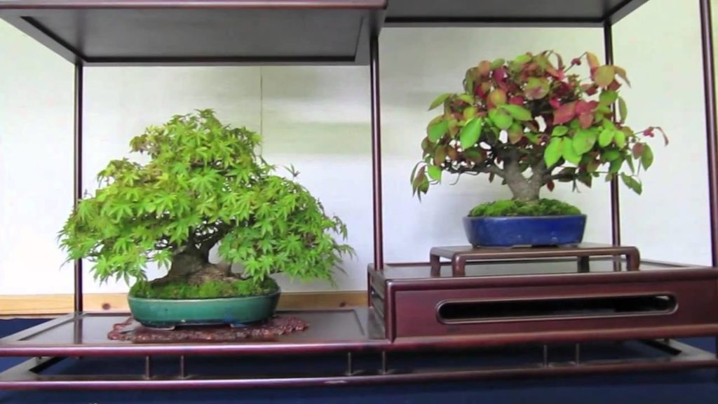 Japan Bonsai/Shohin Trip Osaka 2010