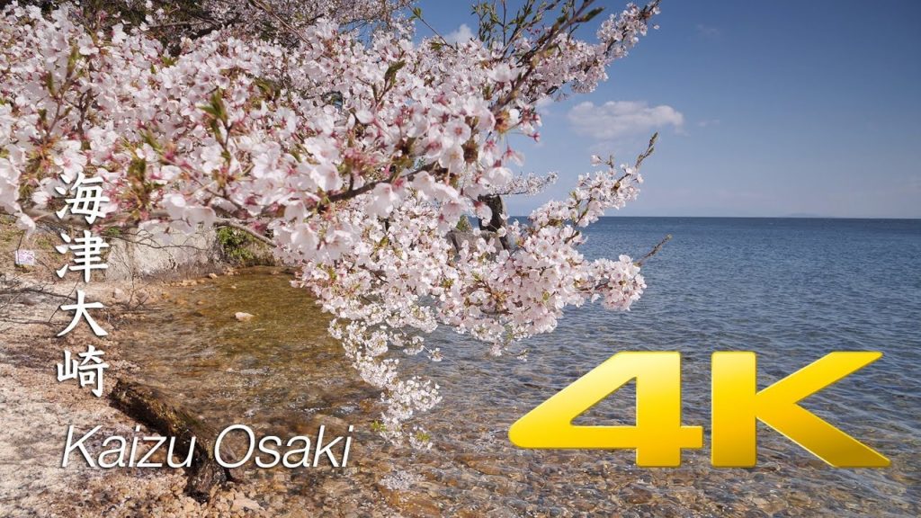 [Sakura] Kaizu Osaki - Shiga -  海津大崎 - 4K Ultra HD