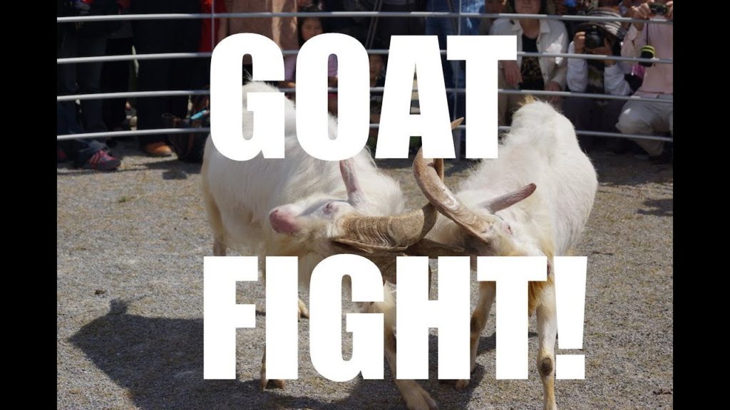 GOAT FIGHT!