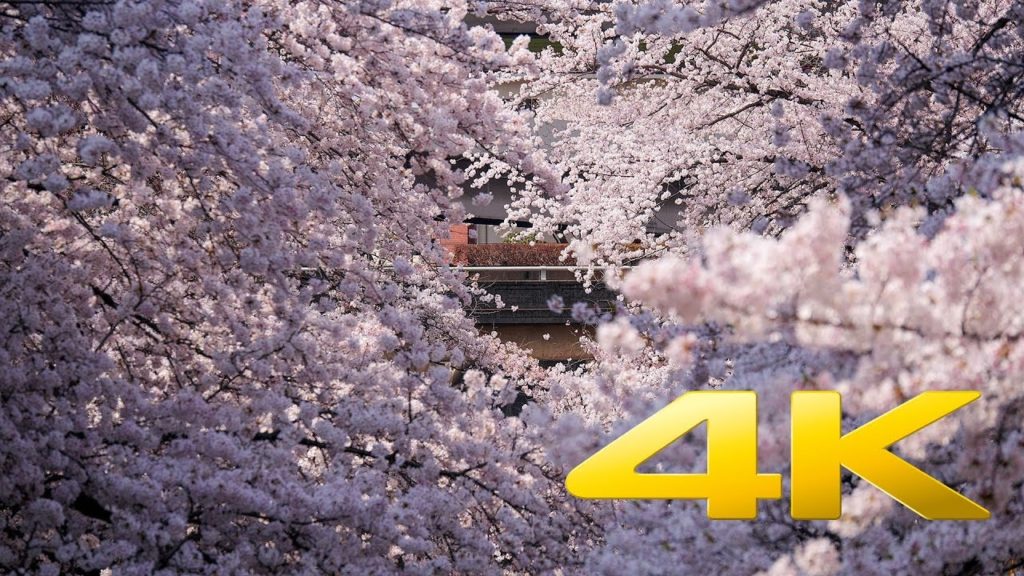 The Cherry Blossoms of Shakujii Kawa – Tokyo – 石神井川 – 4K Ultra HD The Cherry Blossoms of Shakujii Kawa - Tokyo - 石神井川 - 4K Ultra HD