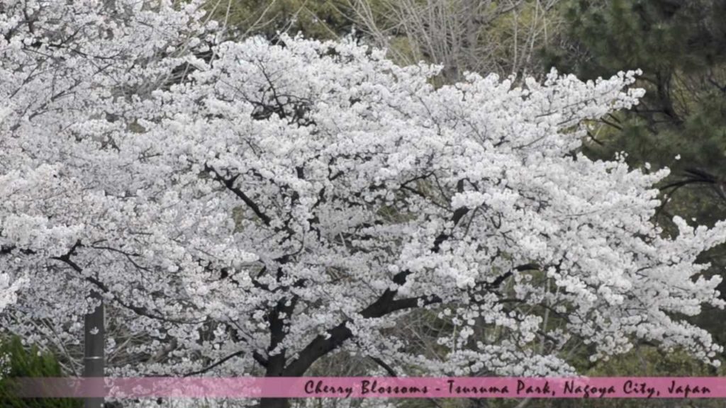 [HD] Cherry Blossoms at Tsuruma Park (Nagoya, Japan) 鶴舞公園の桜 (2012)