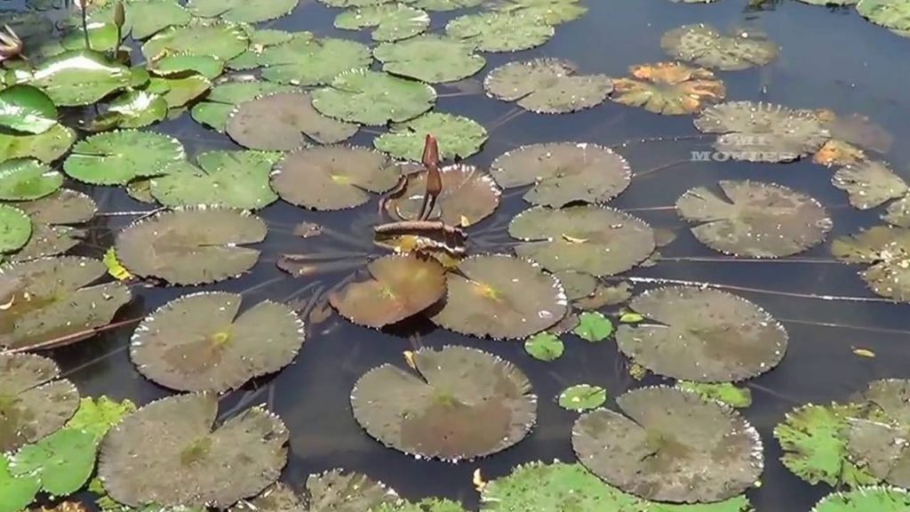 Sarasbaug & Shaniwar Wada- Pune