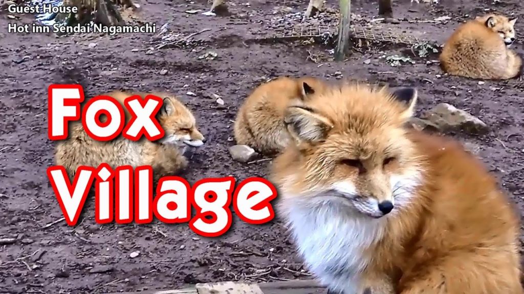Miyagi Zao Fox Village in Japan!