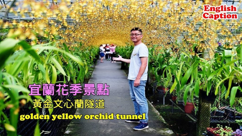 [宜蘭花季限定景點] 六月才有的文心蘭隧道，金黃色花海走在裡面別有一番浪漫情景