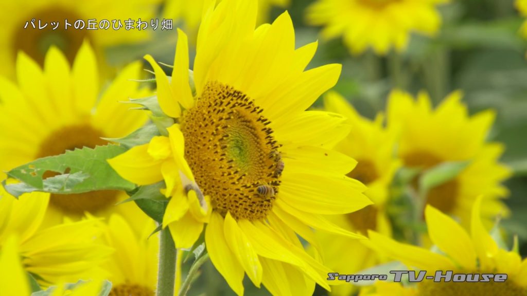 パレットの丘のひまわり畑 Sunflower field on hills of Pallete 4K(UHD)
