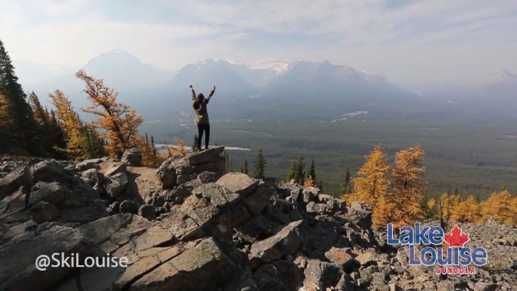 Larch Trees at The Lake Louise Gondola