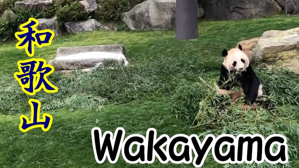 【アドベンチャーワールド(AdventureWorld)】ジャイアントパンダ　 Giant Panda