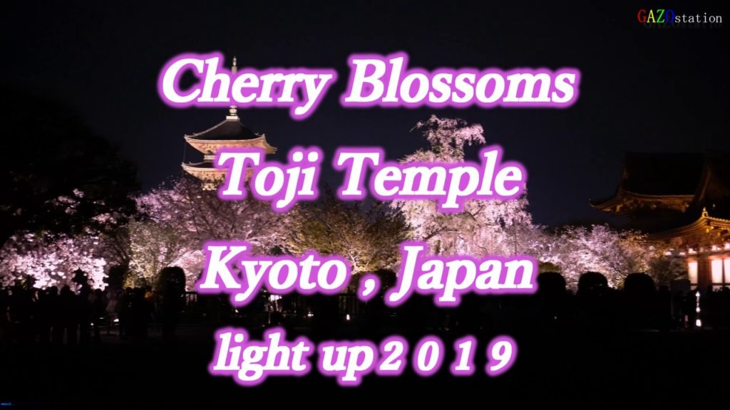 [4K] KYOTO JAPAN Travel Cherry Blossoms light up world Heritage  Toji temple .