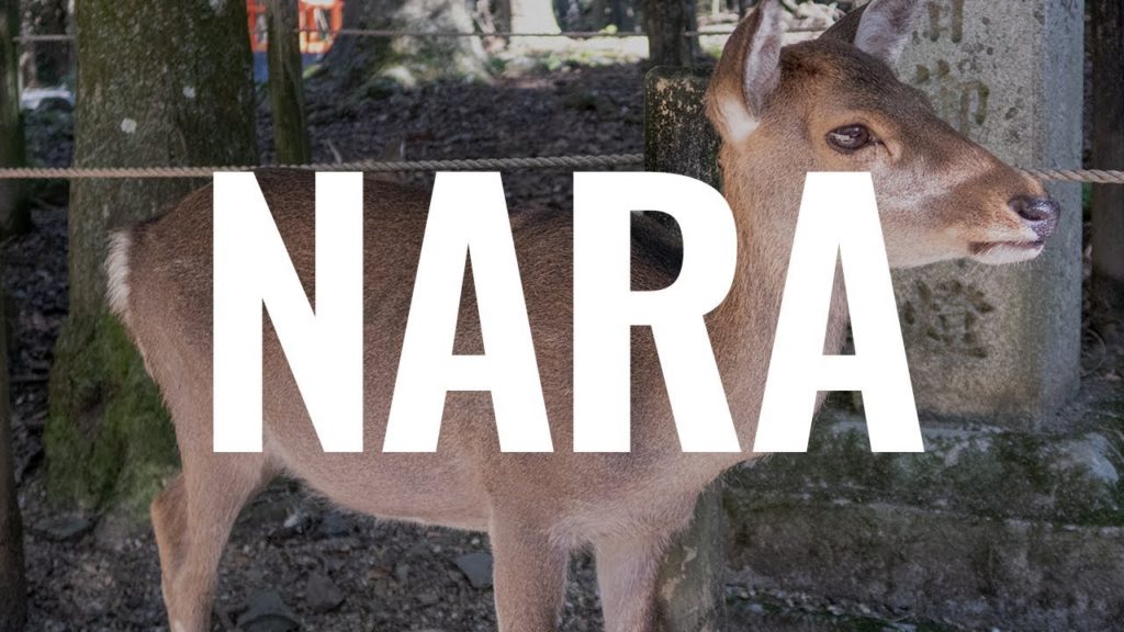 UN DÍA EN NARA – JAPÓN 🇯🇵|| Comiviajeros.com🌍 UN DÍA EN NARA - JAPÓN 🇯🇵|| Comiviajeros.com🌍