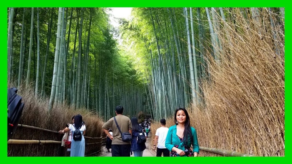 Kyoto's Sagano Bamboo Forest | Taipei-Kyoto Vlog 30