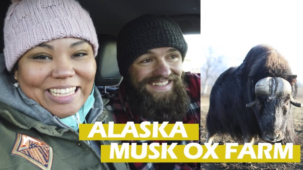 Thunderbird Falls Hike, Musk Ox Farm, + Cabin Tour!