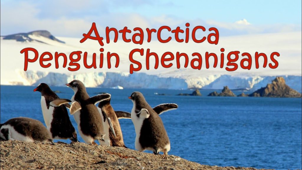 Antarctica Penguin Shenanigans