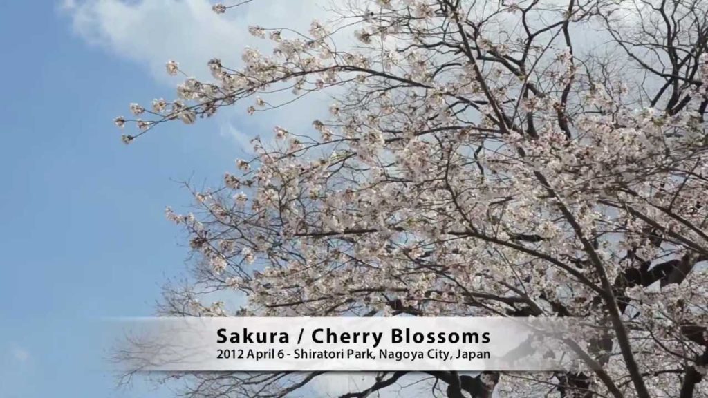 [HD] Cherry Blossoms at Shirotori Park (Nagoya, Japan) 白鳥公園の桜 (2012)