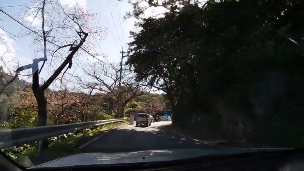 Cherry Blossom festival in Japan!!! Okinawa tourist spots ep #1