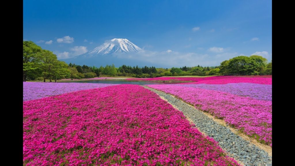 Last day of Fuji Shibazakura May 26, 2019 #shibazakura