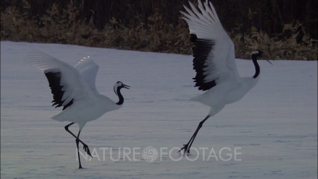 Two Cranes In Throes Of Courtship Dance In Snow