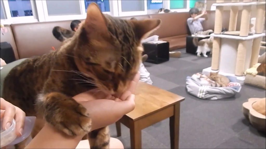 Japan Trip #4: Tokyo, Cat Cafe, Harajuku, Shibuya, Shinjuku, Ichiran Ramen!!