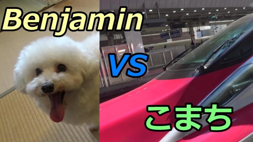白いトイプードルが秋田新幹線こまち19号『320km/h』に乗車　興奮【Toypoodle Benjamin VS Shinkansen KOMACHI　Bullet train】