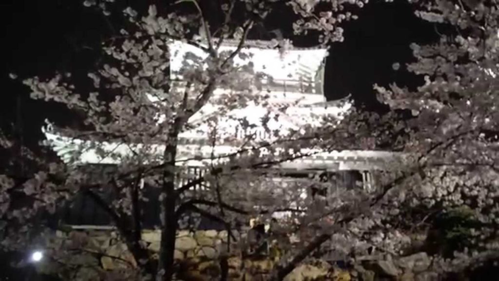 アキーラさん堪能①静岡県・浜松市・浜松城の夜桜（桜・花見）！cherry blossom（Sakura),Hamamatsu-castle,Shizuoka,Japan