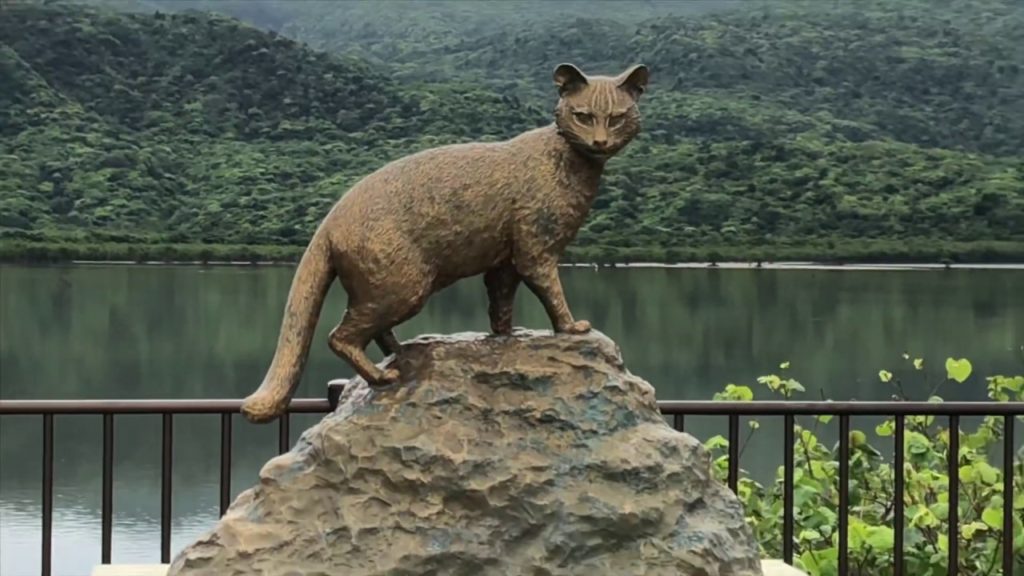 西表島の大自然のなかで過ごす週末~ 【Iriomote-Jima Island】weekend stay! Japan Okinawa Ishigaki Island 西表島の大自然のなかで過ごす週末~ 【Iriomote-Jima Island】weekend stay! Japan Okinawa Ishigaki Island