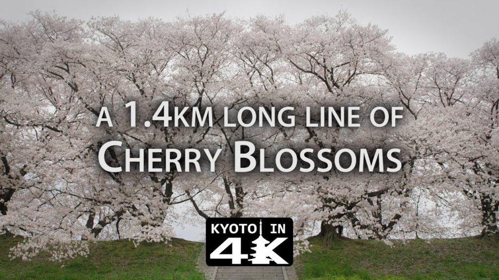 Beautiful Kyoto: Sakura at the Sewaritei River Park [4K]