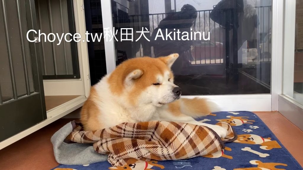 Akita Dog Hokuto