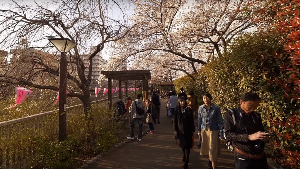 【4K】Day Meguro in sakura