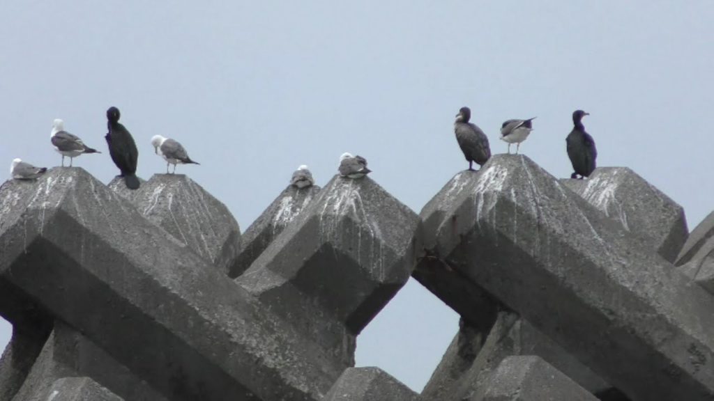 Hakodate Japan Seabirds 日本函館の海鳥 [4K]