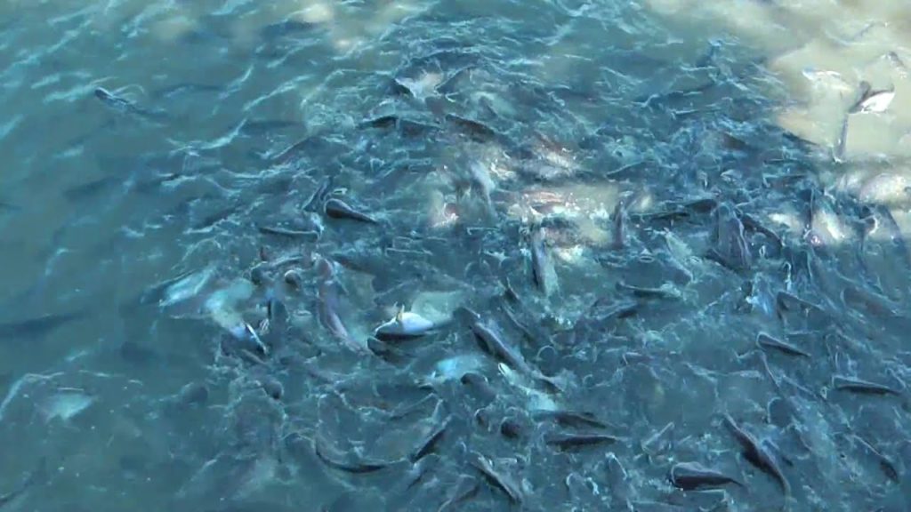 Feeding the Fish in Bangkok