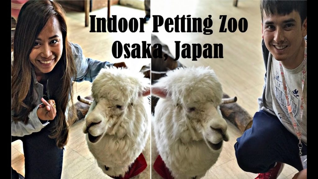 Indoor Petting Zoo, Tempozan Anipa in Osaka, Japan Indoor Petting Zoo, Tempozan Anipa in Osaka, Japan