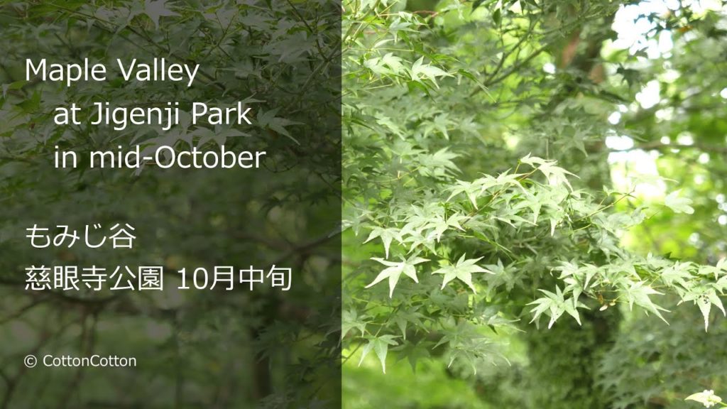 まだ青いもみじ Green Maple Leaf at Jigenji Park in Kagoshima
