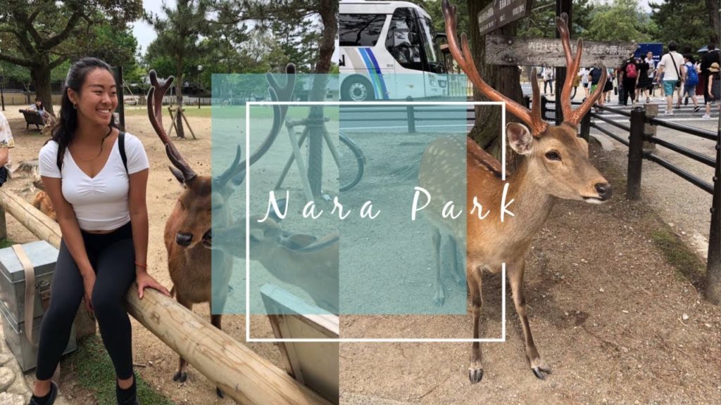 SOLO TRAVELING JAPAN NARA PARK | EPS 20