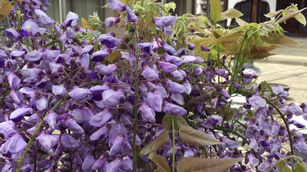 Japan Explorer: Bees on Flowers