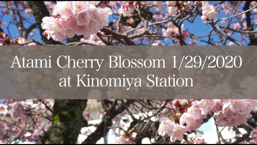 Best Winter Cherry Blossom in Japan, Atami Cherry Blossom at Kinomiya Station in Atami, Japan. Best Winter Cherry Blossom in Japan, Atami Cherry Blossom at Kinomiya Station in Atami, Japan.