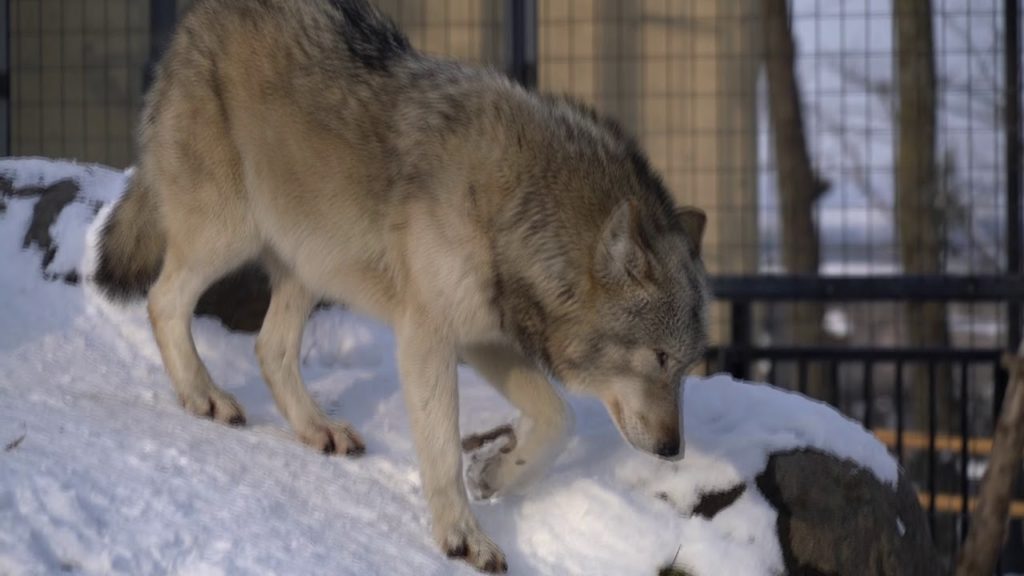 Japan Hokkaido Asahiyama Zoo (Winter) - Forest of Wolf オオカミの森 (4K)