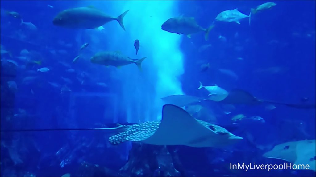 Atlantis The Palm - Lost Chambers Aquarium - Dubai UAE