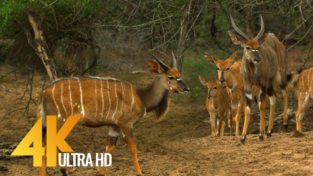 4K African Antelopes - Wild Animals Of Africa in 10 bit color - Part #2