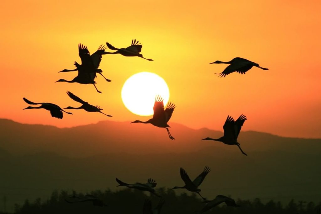 Japan Airline: .
Each year, over ten thousand cranes visit Izumi on the coast of Kagoshima Pref… .
Each year, over ten thousand cranes visit Izumi on the coast of Kagoshima Pref...