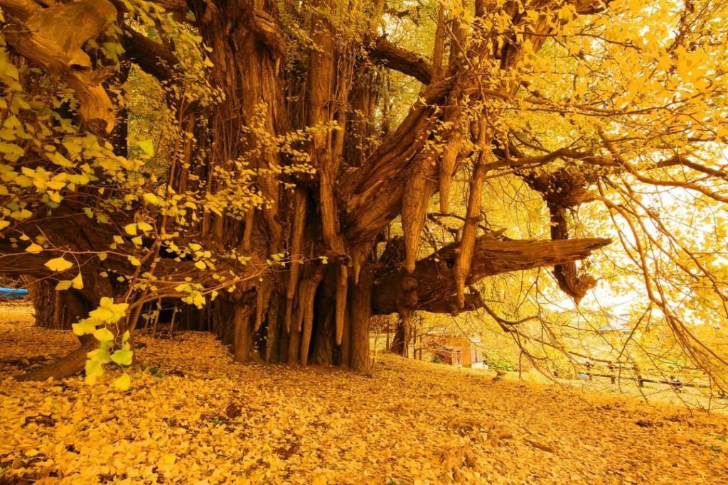 The large ginkgo tree in the town of Fukaura, Aomori Prefecture is known as “Big...
