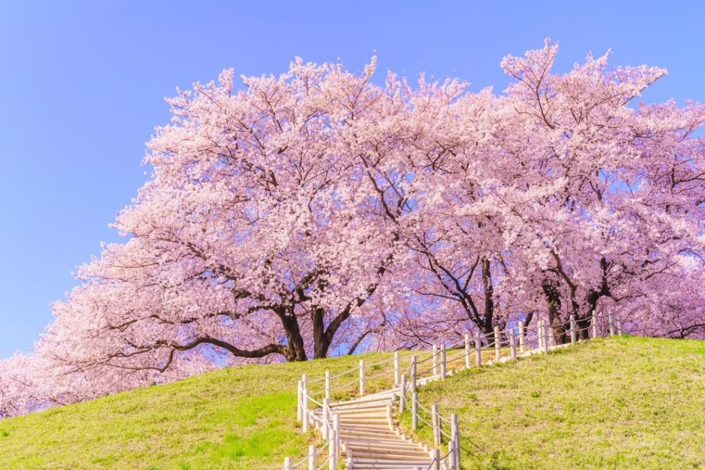 Looking for a cherry blossom spot that's a little different?  Sakitama Kofun Par...